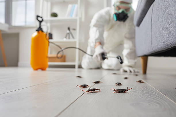 Affordable Termite Control solutions in Georgetown, CA